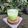 Cooksnap dari Widjie Astuti untuk resep Es Susu Sirup Melon Simple