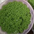 Cooksnap dari betty mantiri untuk resep Puding Lumut Pandan Full Lumut