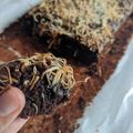 Cooksnap dari Yuli Asnian untuk resep Fudge Brownies 3 telur