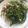 王九語 的 五花肉炒水蓮 cooksnap