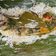Cooksnap dari bty untuk resep Nasi bakar ikan Peda