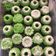 Cooksnap dari Herni Prasetiyono untuk resep Putu ayu lembut