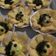 Cooksnap dari CISCA AE untuk resep Selai Durian KW (Untuk Isian Roti / Donat)