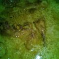 Cooksnap dari Rifqi Maulana untuk resep Opor Ayam Bumbu Kuning
