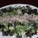 El cooksnap de NeKa 8+1 cuando hizo Ensalada de Perdiz .