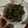 El cooksnap de Aradia Oak cuando hizo Pimientos verdes “fritos” en la airfryer.