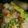 Bintaefi's cooksnap of when they made Green peas with rice.