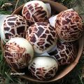 Cooksnap dari Cynthia untuk resep Bakpao Shitake