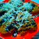 Cooksnap dari DaruDewi untuk resep Pisang Goreng Keju Crispy