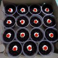 Cooksnap dari leyaindri untuk resep Black Forest Pudding (in cup)