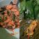 Cooksnap dari nungki untuk resep Pepes Ikan Tuna Kemangi