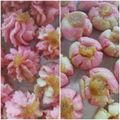 Cooksnap dari Nur Endah untuk resep Kue Semprit (3 Bahan)