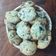 El cooksnap de Clauvv cuando hizo Galletitas "Pepitos" del kiosko, clásicos, caseros y más ricos.