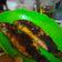Cooksnap dari Vit Javiera untuk resep Ikan kakap putih bakar teflon