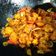 Cooksnap dari astrid iswahyudi untuk resep Ayam saus mentega