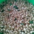 Cooksnap dari Dwi Sulistina untuk resep Kacang Bawang Gurih Aroma Daun Jeruk