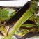 Cooksnap dari Kiki Darmawan untuk resep Nasi Bakar Ayam Kemangi