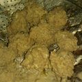 Cooksnap dari Nia Kurnia untuk resep Bola-bola Daging