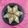 Deepa Patel 's cooksnap of when they made ગુલકંદ ગોળ પાપડી (Gulkand Gol Papdi Recipe In Gujarati).