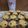 Cooksnap dari Cornelia Wiradja untuk resep Banana muffin tepung gandum