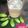Cooksnap dari Christina untuk resep Sirup belimbing wuluh