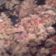 El cooksnap de Santino Pastas Caseras cuando hizo Risotto con hongos al wok.