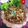 Cooksnap dari Bunda Rizfaj untuk resep Usus Goreng Awet Crispy (Kripik Usus) & Tips
