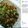 Aoi Nakakoji's cooksnap of when they made #ChickenContest Boneless MasalaChicken.
