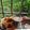Puja Shaw's cooksnap of when they made বিউলি  পাকুড়ি (biuli pakori recipe in Bengali).