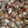 Cooksnap dari Nurul Fatimah untuk resep Tumis kerang dara sederhana