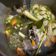 Cooksnap dari penirosepa untuk resep #Sup tulang sapi berempah