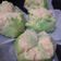 Cooksnap dari Ririn untuk resep Kue Moho
