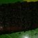 Cooksnap dari Farida Afifah untuk resep 🍫Brownies kukus 6 sdm simple aja🍵🍰 (udek2 beres..^0^)