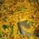 Cooksnap dari Simatupang Melvi untuk resep Mie Kuning Seafood