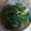 施曉禾 的 油菜花炒肉片 cooksnap