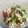 El cooksnap de Rosa Cano Andrade cuando hizo Ensalada de lentejas y melocotón.