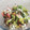 El cooksnap de Rosa Cano Andrade cuando hizo Ensalada de lentejas y melocotón.