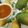 Tulsi Shaherawala's cooksnap of when they made પાકી કેરી નું શાક (Ripe Mango Sabji Recipe In Gujarati).