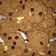 Cooksnap dari Rina Kartinah untuk resep Chocochip Cookies/Goodtime KW