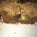 El cooksnap de Silvia Canteros cuando hizo Crumble de manzana 🍏.