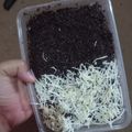 Cooksnap dari Nofi Fitria untuk resep Brownies kukus 1 telur./cake coklat