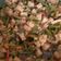 Cooksnap dari CAROLINE BEATRIX DAYANARA S CAROLINE untuk resep Oseng Kacang Panjang