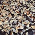 Cooksnap dari Olimpia untuk resep Brownies panggang no egg & mixer