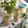 Nazia Parveen's cooksnap of when they made Basil-Sattu Drink.