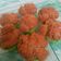 Cooksnap dari bunda aira untuk resep Bolu kukus gula merah tanpa telur (step by step)