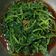 林清源 的 燙地瓜葉 cooksnap