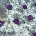 صورة من غدير، شاركها بعد تجربة وصفة تارت مالح