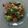Cooksnap dari wila untuk resep Pak choy, bakso, udang saus tiram