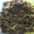 Cooksnap dari Rumbainingsih Hermawati untuk resep Srundeng ragi daging sapi