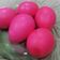 Cooksnap dari D'line Houze untuk resep Telur merah ulang tahun mulus tanpa bopeng